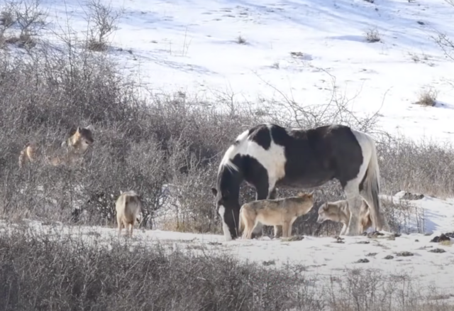 Horse surrounded by wolves
