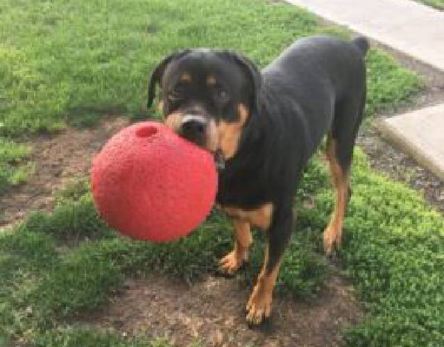 The 20 Best Durable Toys For Rottweilers
