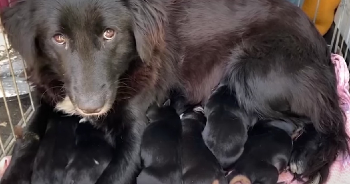 Mama & Puppies Take Shelter In A Cardboard Field To Survive The Bitter Chilly