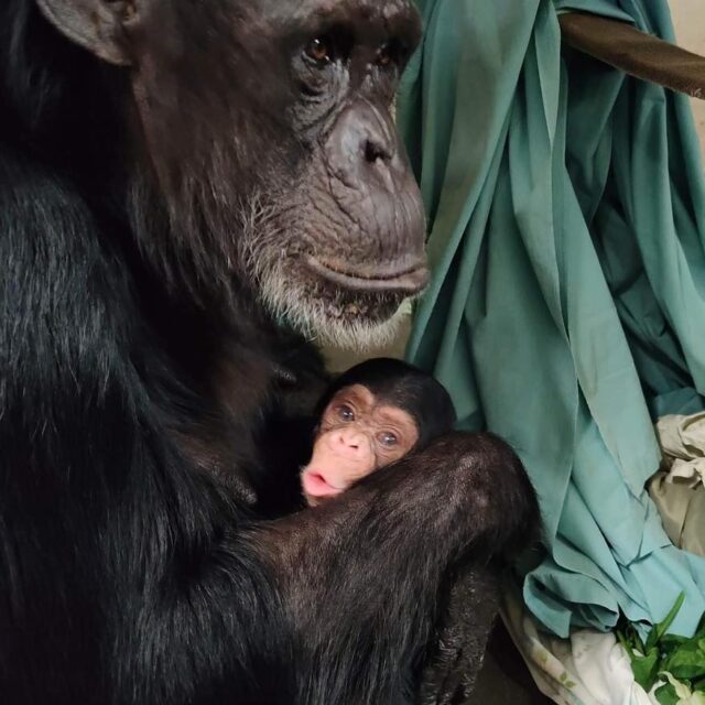 Mom chimpanzee cuddling baby