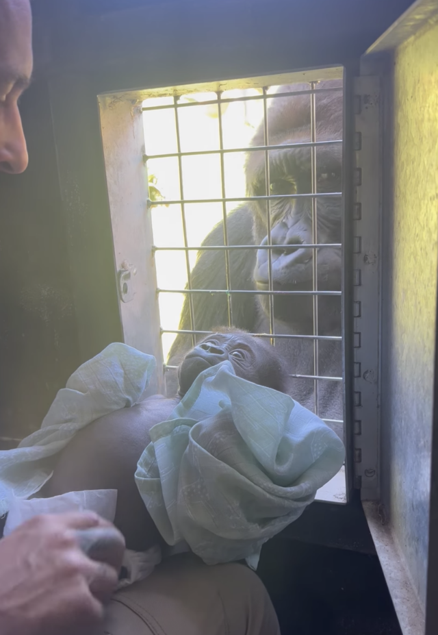 Mom gorilla meeting baby