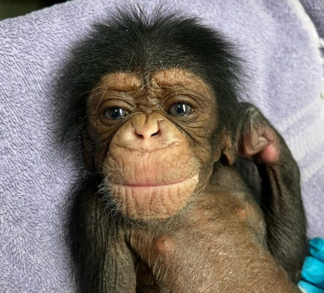 Newborn chimpanzee