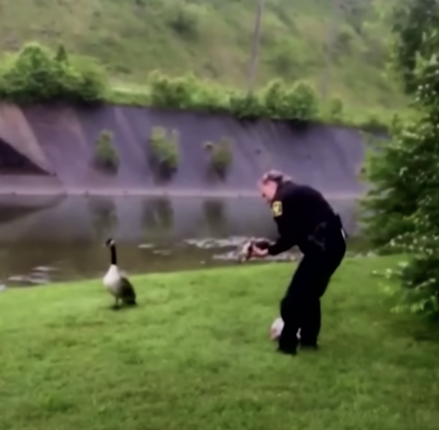 Officer saving baby goose