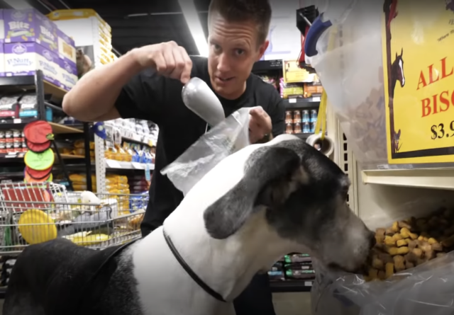 Pouring treats for Great Dane