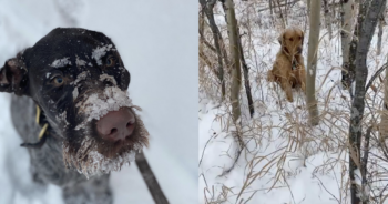 Puppy finds lost dog in snow