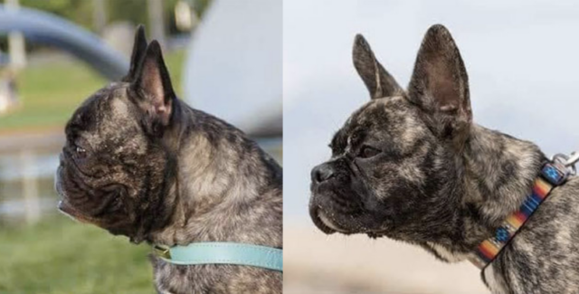 Restructuring French Bulldogs