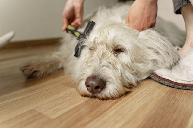 Sad dog getting brushed