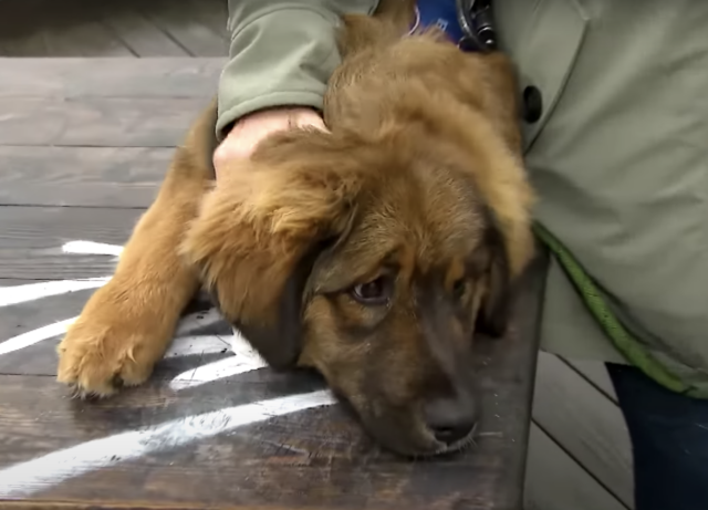 Service dog rescued from river
