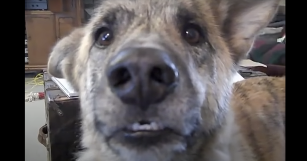 Chú chó biết nói vui nhộn được mệnh danh là “Video hay nhất trên Internet”