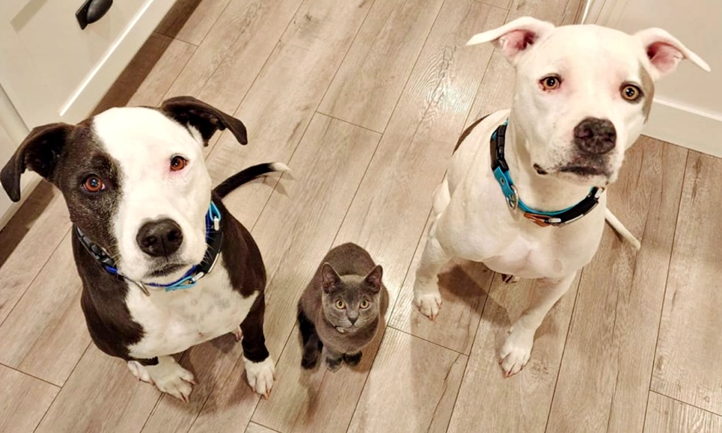 ‘Fighting’ Dogs Told To Stay And Be Gentle As Tiny Kitten’s Placed Between Them