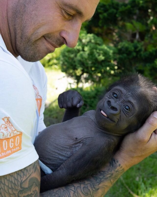 Zookeeper holding baby gorilla