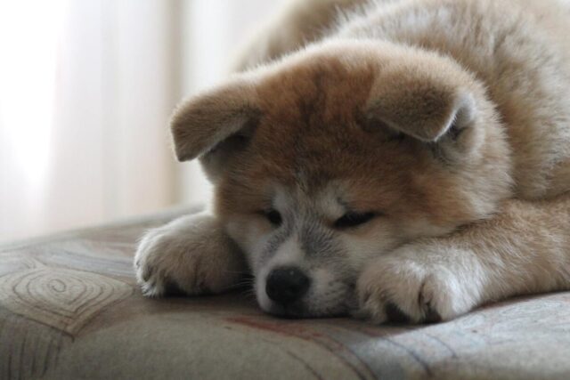Akita sleeping on best dog bed