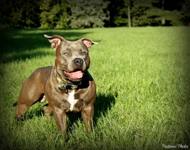 Best raw dog food for American Staffordshire Terriers