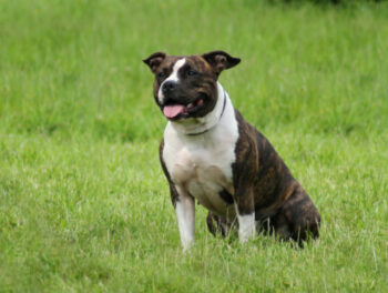 Best raw dog food for American Staffordshire Terriers