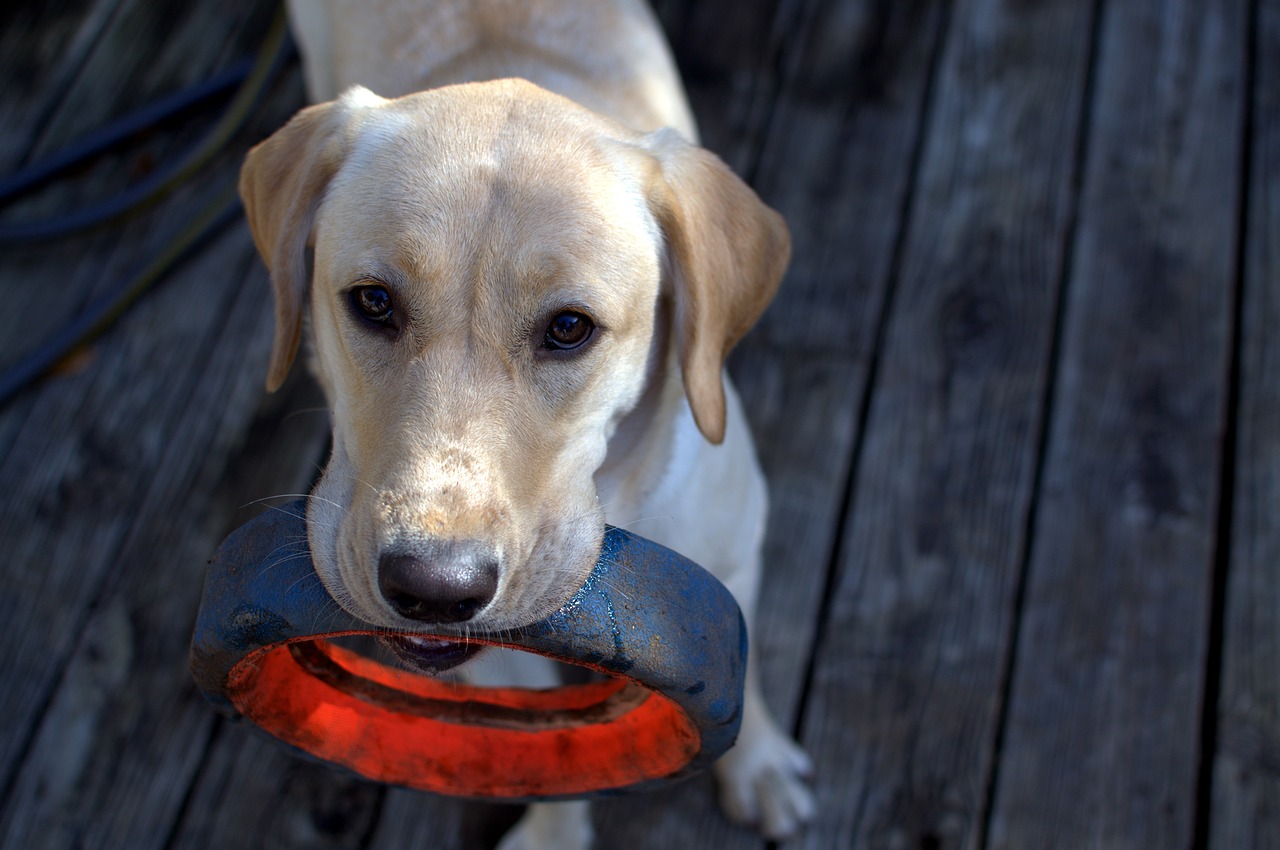 The 20 Best Durable Toys for Labs
