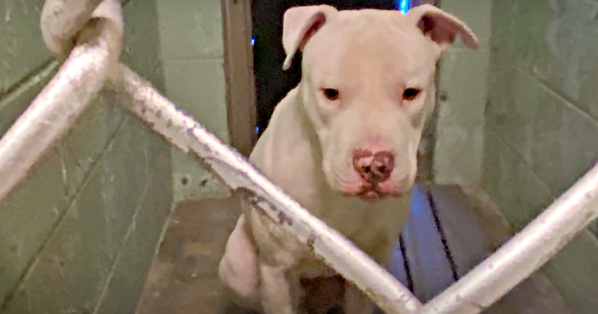 Pit Bull Confined In Shelter Had Superpowers All Alongside