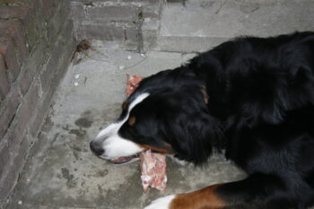 Best raw dog food for Bernese Mountains