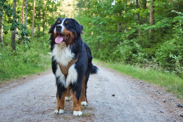 Best raw dog food for Bernese Mountains
