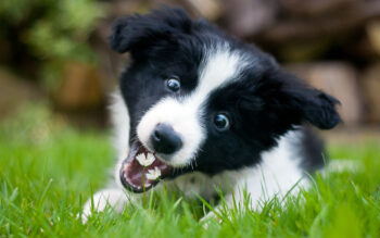 Best raw dog food for Border Collies