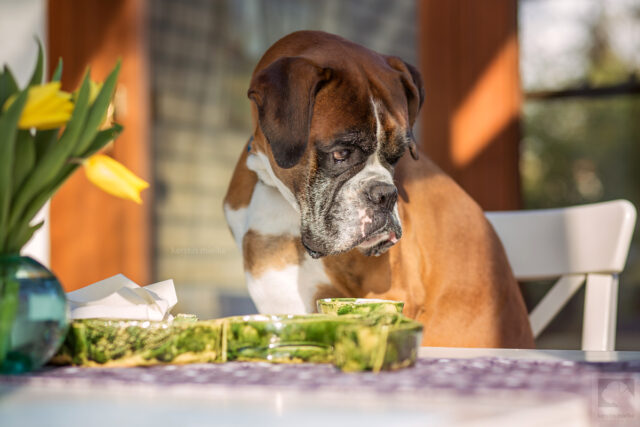 Best raw dog food for Boxers