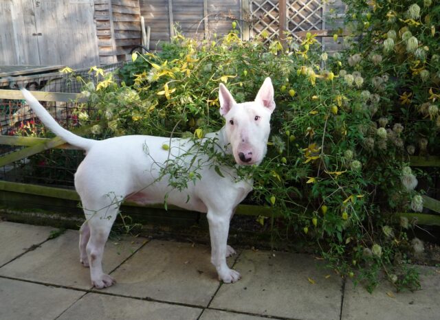 Best raw dog food for Bull Terriers