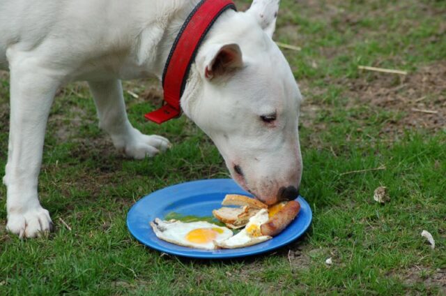 Bull Terrier eating best raw dog food.