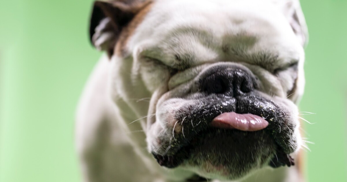 11 Best Raw Dog Food Brands for Bulldogs