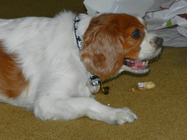 Cavalier eating best raw dog food.