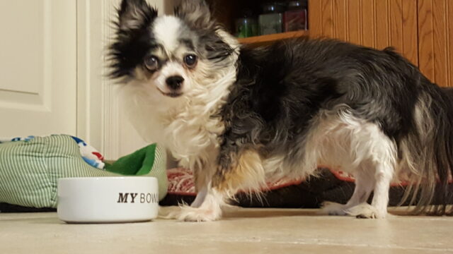 Chihuahua eating best raw dog food.