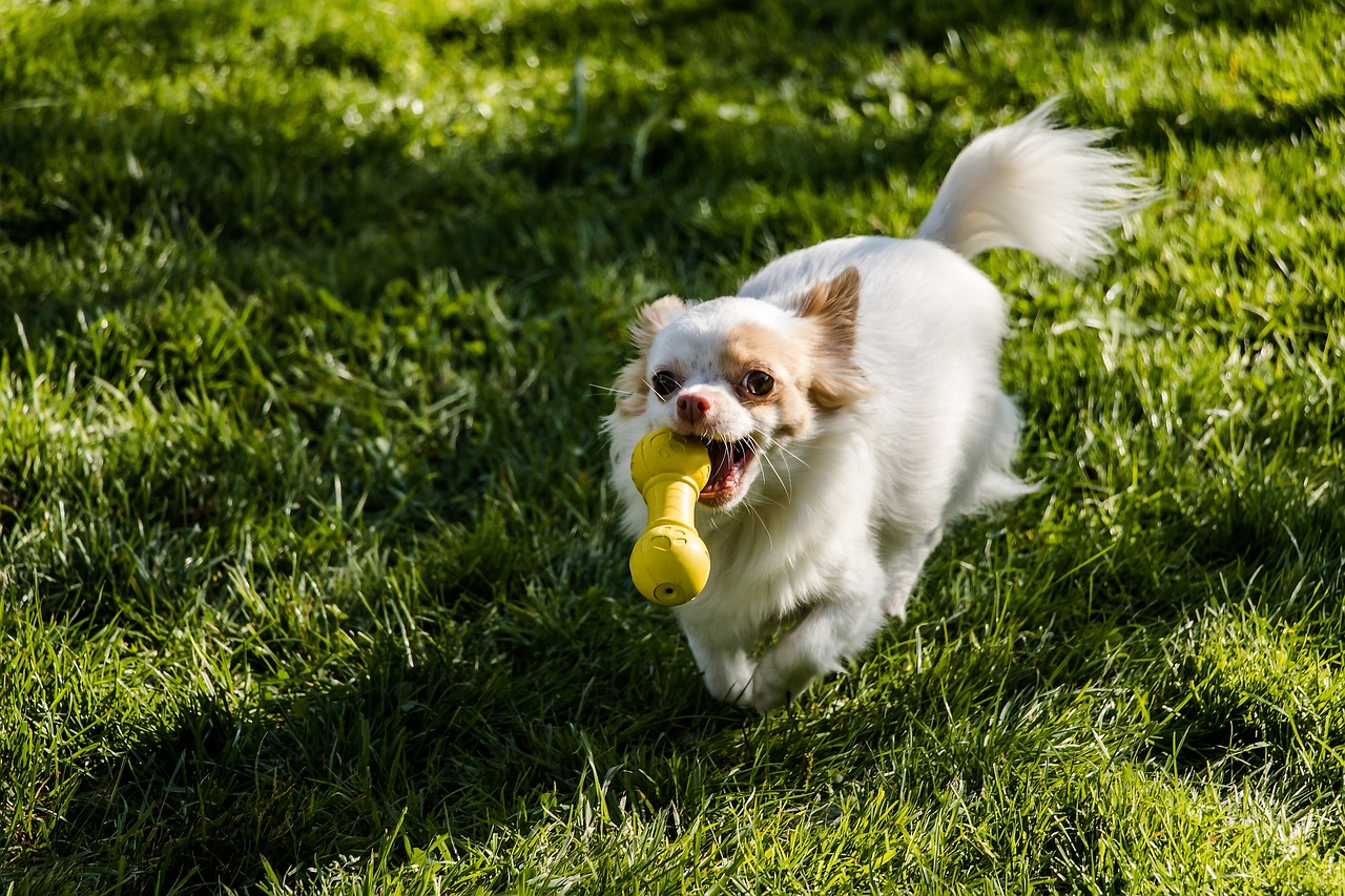 The 20 Best Durable Toys for Chihuahuas