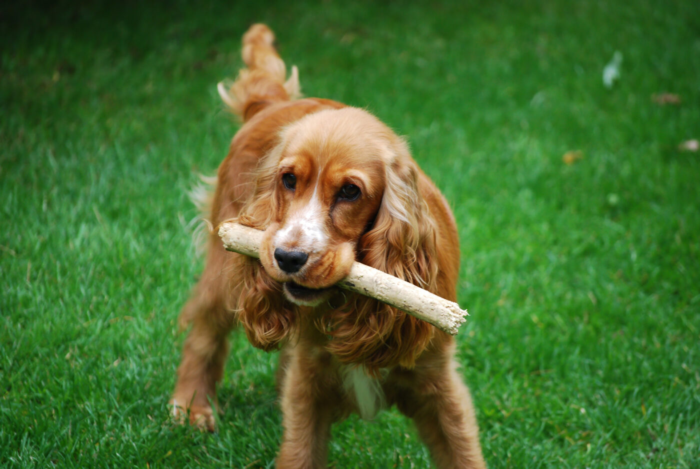 Cocker Spaniel eating best raw dog food.