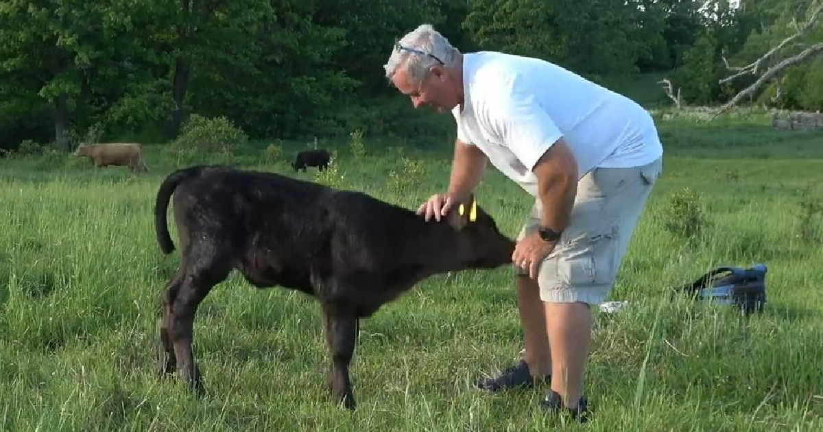 Watch This ‘Udderly’ Lovely Little Calf & Her Human Buddy Get Foolish Collectively