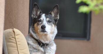 PetWireDaily — Best Dog Beds for Australian Cattle Dogs