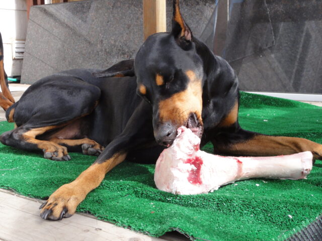 Doberman eating best raw dog food.