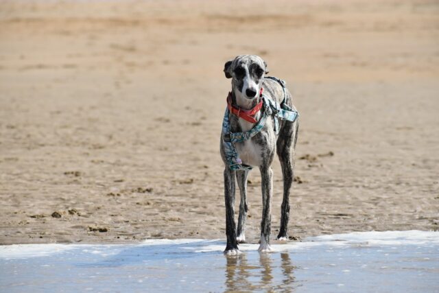 best fresh dog food for Whippets