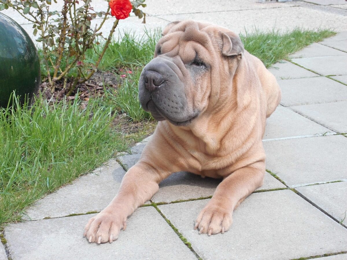 10 Best Fresh Dog Food Brands for Shar Pei