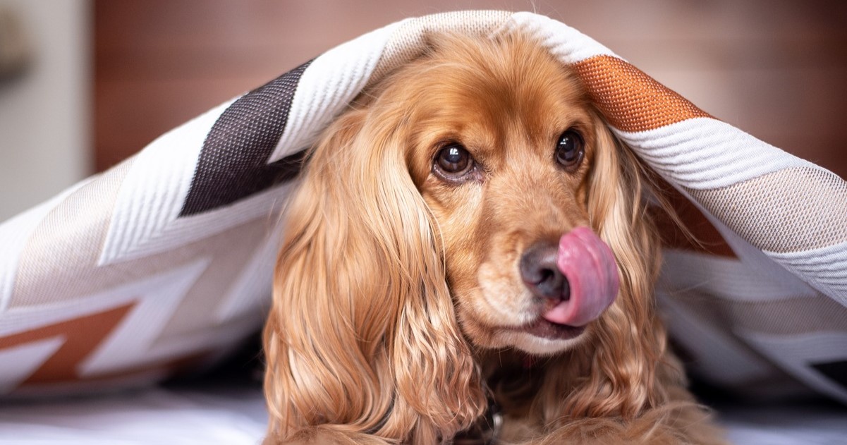 11 Best Raw Dog Food Brands for Cocker Spaniels