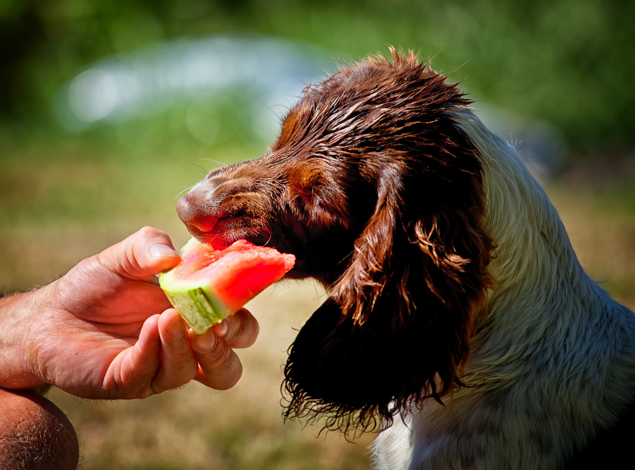 11 Best Raw Dog Food Brands for English Springer Spaniels