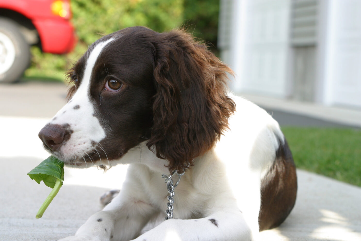 English Springer Spaniel eating best raw dog food.