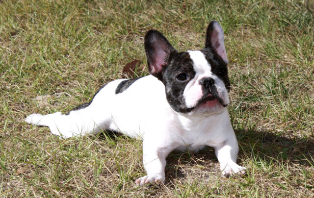 Best raw dog food for French Bulldogs