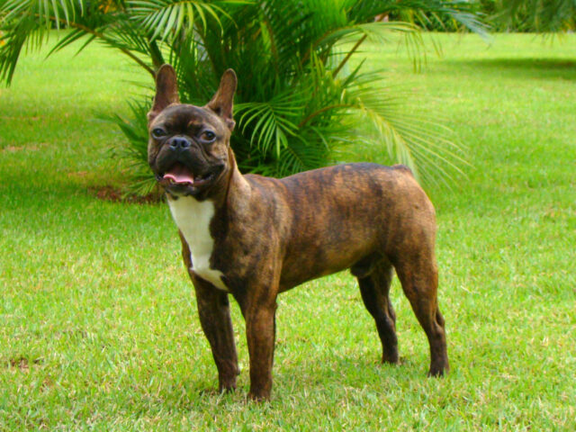 Best raw dog food for French Bulldogs