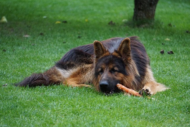 Best raw dog food for German Shepherds