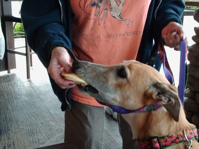 Greyhound eating best raw dog food.