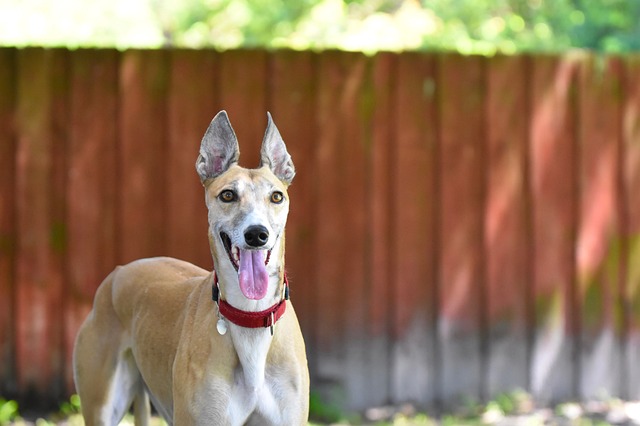 Best raw dog food for Greyhounds