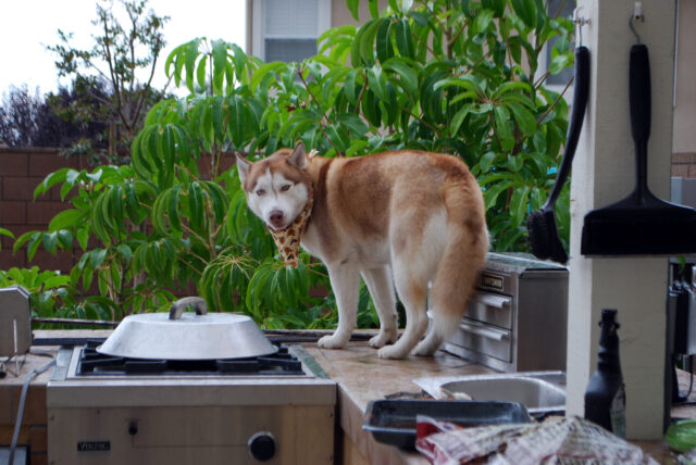 Husky eating best raw dog food.