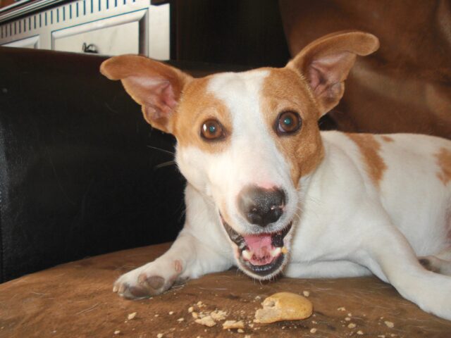 Jack Russell eating best raw dog food.
