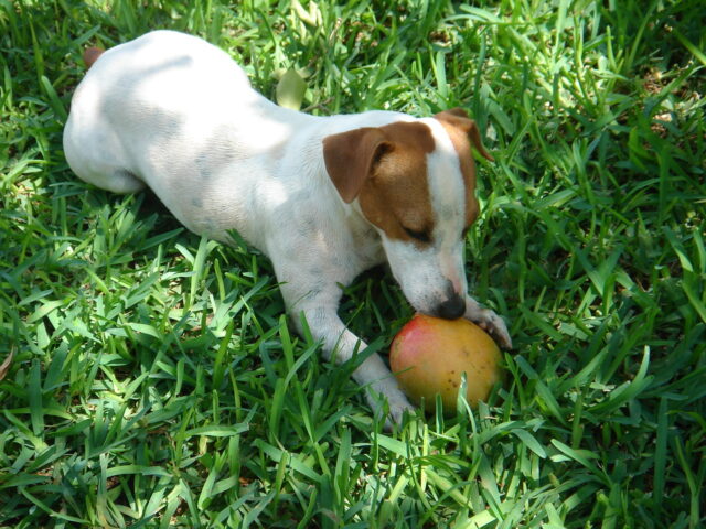 Jack Russell eating best raw dog food.