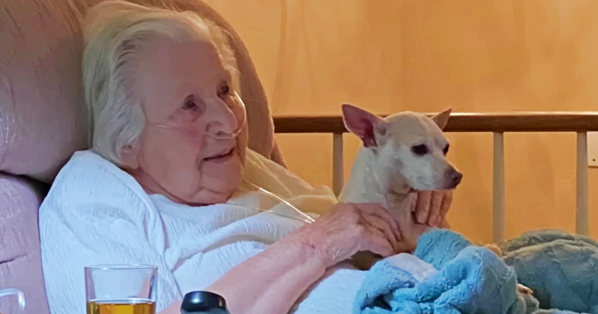 Chihuahua nhảy lên đùi cụ bà 100 tuổi để hàn gắn trái tim tan vỡ