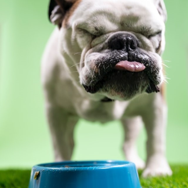 Best raw dog food for Bulldogs
