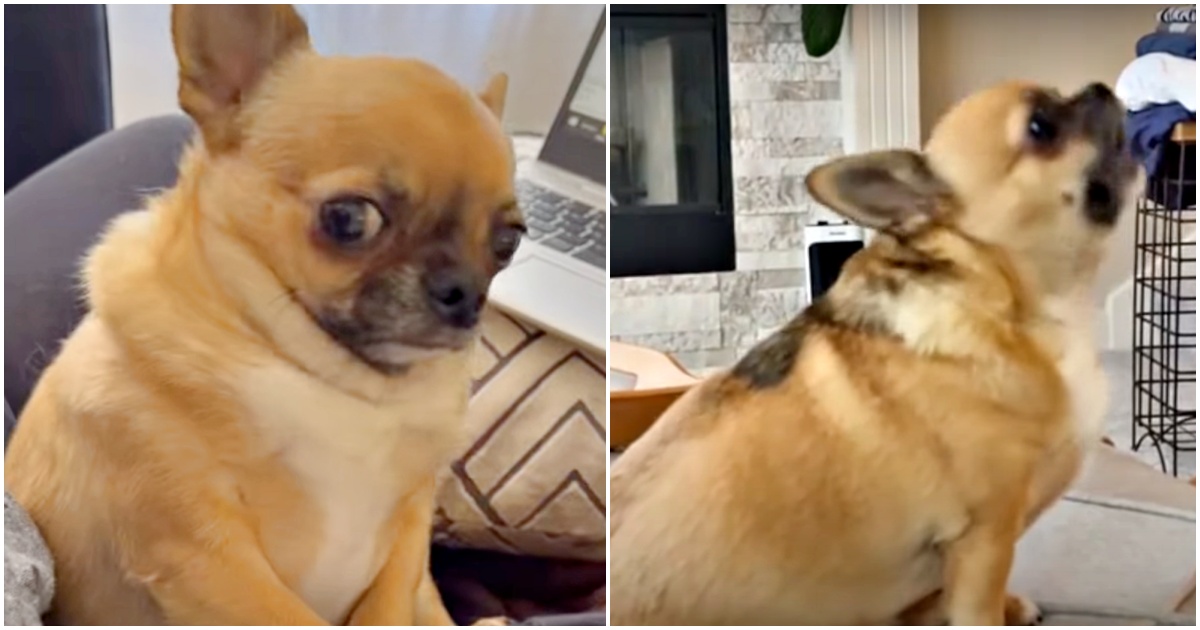 Chihuahua mũm mĩm làm mặt buồn cho mẹ khi mẹ làm nó xấu hổ